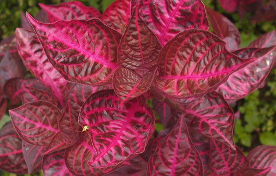 free_leaf_textures_1