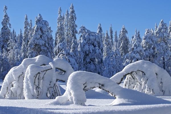 winter_wallpaper_1