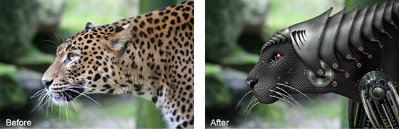 leopard