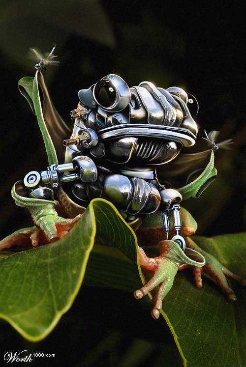 Frog