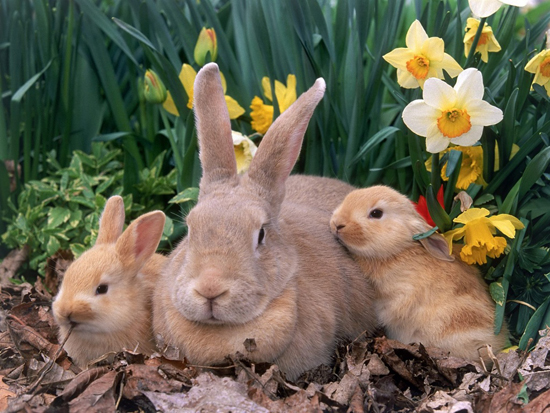 40+ Beautiful Easter Wallpapers 13