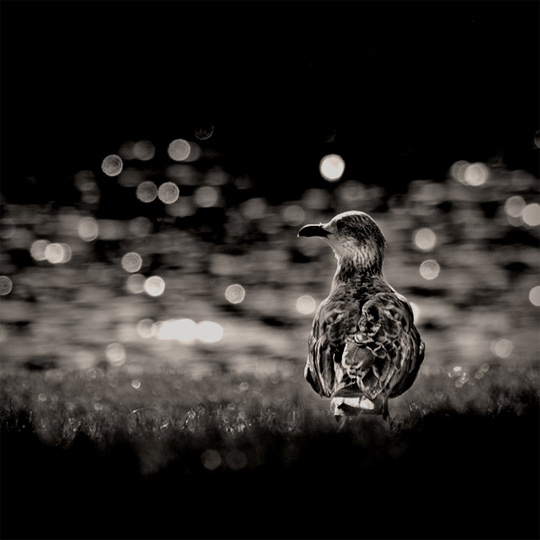 50+ Beautiful Black and White Photography 13