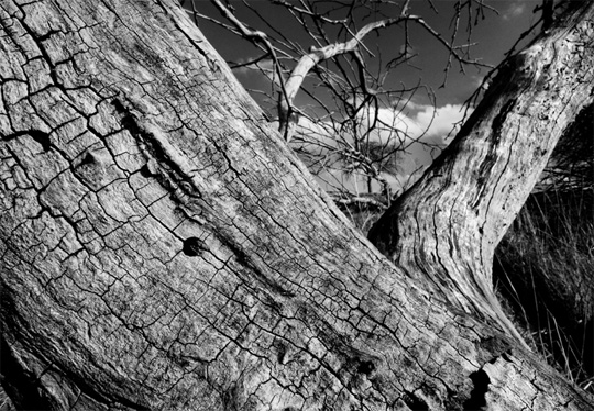 50+ Beautiful Black and White Photography 14