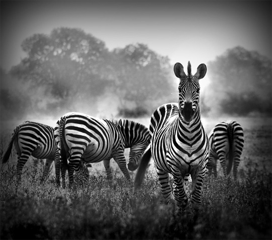 50+ Beautiful Black and White Photography 16