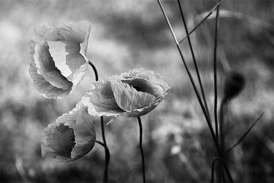 50+ Beautiful Black and White Photography 19