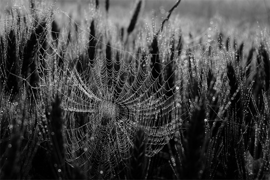 50+ Beautiful Black and White Photography 31