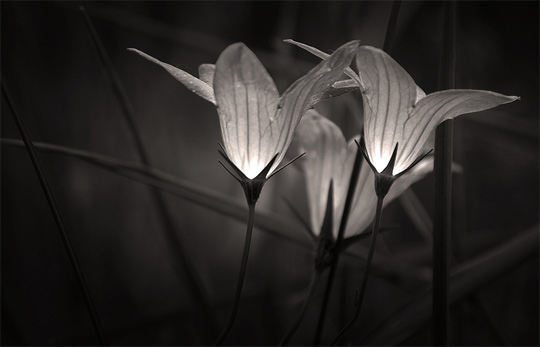 50+ Beautiful Black and White Photography 32