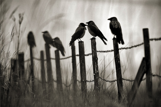 50+ Beautiful Black and White Photography 36