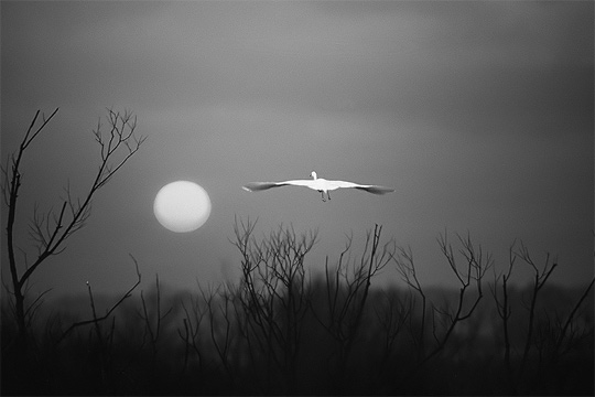 50+ Beautiful Black and White Photography 40