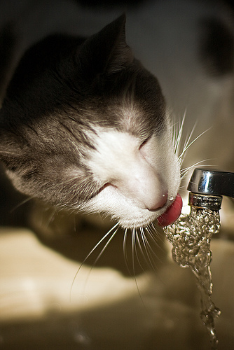 50+ Amazing Examples of High Speed Photography 24