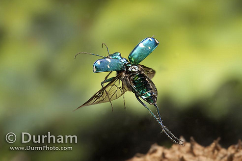 50+ Amazing Examples of High Speed Photography 41