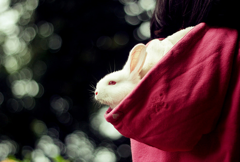 50 Amazing Examples of Bokeh Photography 2