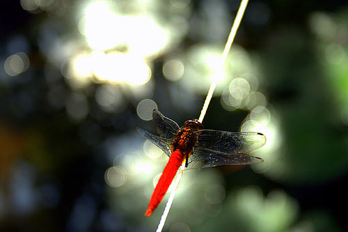 50 Amazing Examples of Bokeh Photography 16