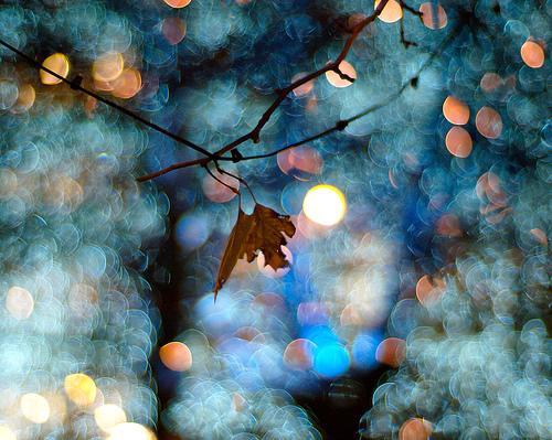 50 Amazing Examples of Bokeh Photography 17