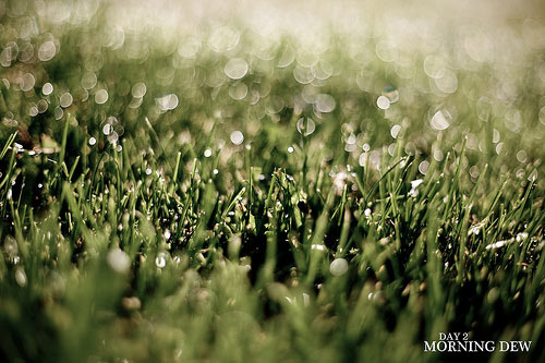 50 Amazing Examples of Bokeh Photography 22