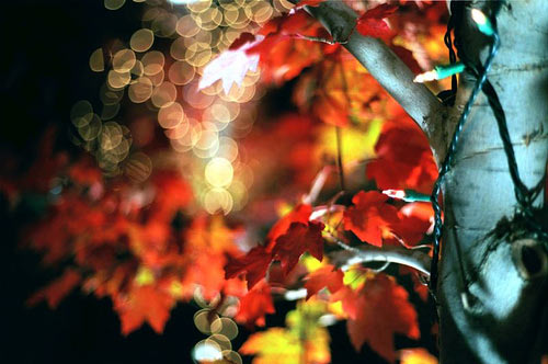 50 Amazing Examples of Bokeh Photography 27