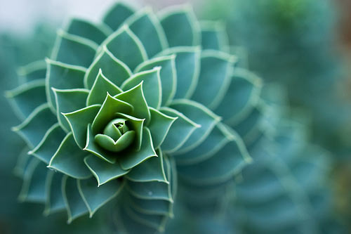 50 Amazing Examples of Bokeh Photography 32