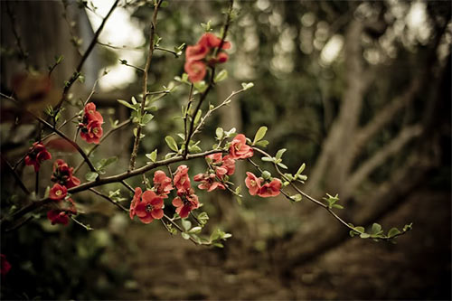 50 Amazing Examples of Bokeh Photography 35