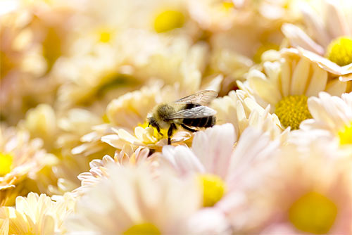 50 Amazing Examples of Bokeh Photography 40