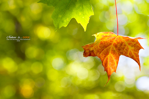 50 Amazing Examples of Bokeh Photography 41