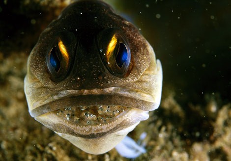 50 Beautiful Underwater Photos 1