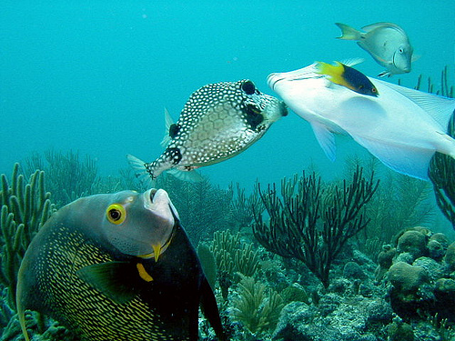 50 Beautiful Underwater Photos 12