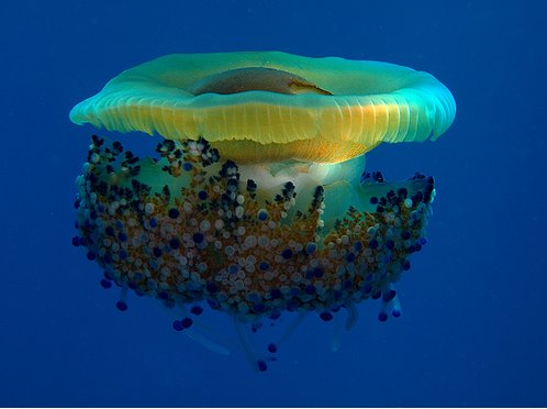 50 Beautiful Underwater Photos 13