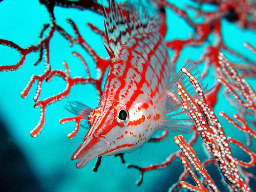 50 Beautiful Underwater Photos 16