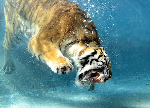 50 Beautiful Underwater Photos 2