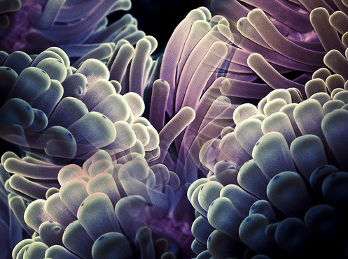 50 Beautiful Underwater Photos 17