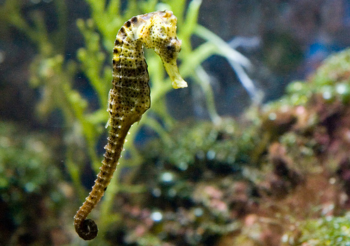 50 Beautiful Underwater Photos 18
