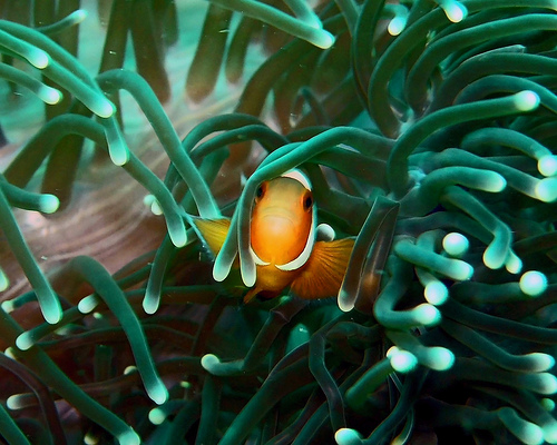 50 Beautiful Underwater Photos 19