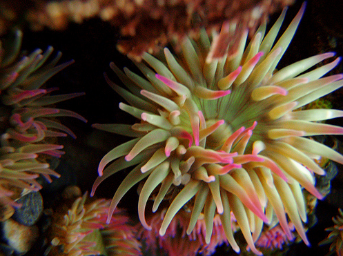 50 Beautiful Underwater Photos 20
