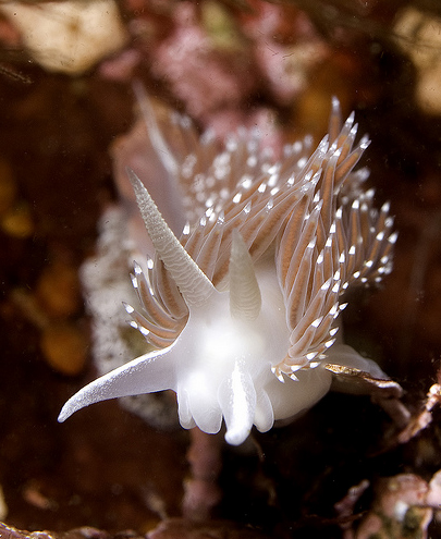 50 Beautiful Underwater Photos 23