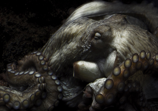 50 Beautiful Underwater Photos 24