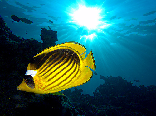50 Beautiful Underwater Photos 3