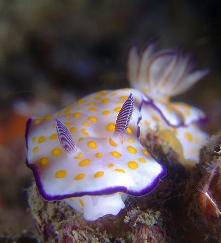 50 Beautiful Underwater Photos 25