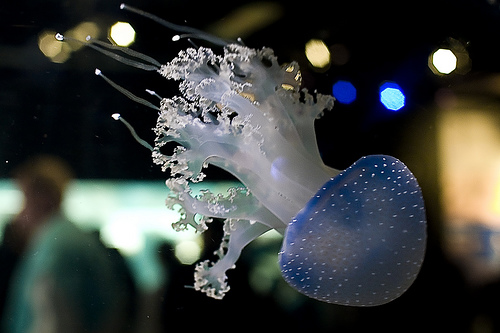 50 Beautiful Underwater Photos 26