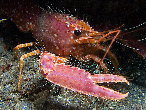 50 Beautiful Underwater Photos 27