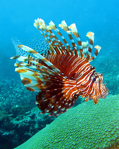 50 Beautiful Underwater Photos 28
