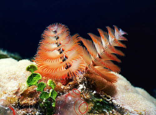50 Beautiful Underwater Photos 29