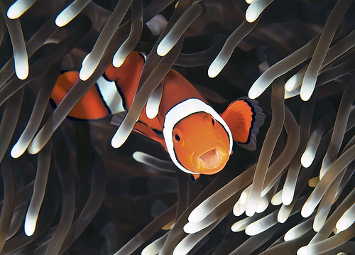 50 Beautiful Underwater Photos 30