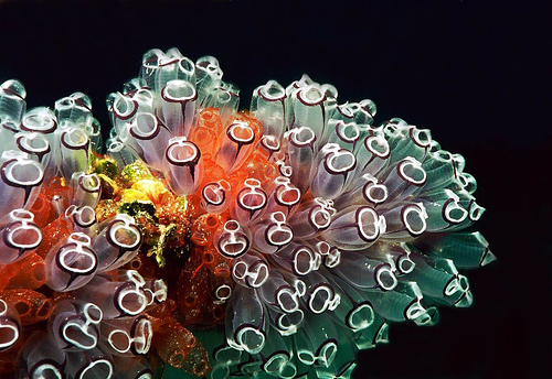 50 Beautiful Underwater Photos 31