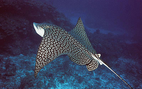 50 Beautiful Underwater Photos 32