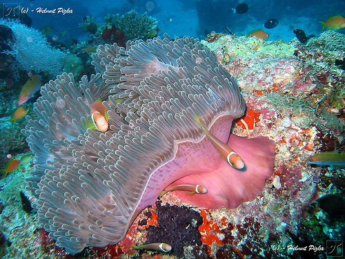 50 Beautiful Underwater Photos 33