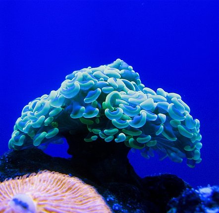 50 Beautiful Underwater Photos 4