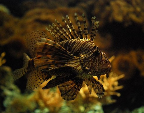 50 Beautiful Underwater Photos 34