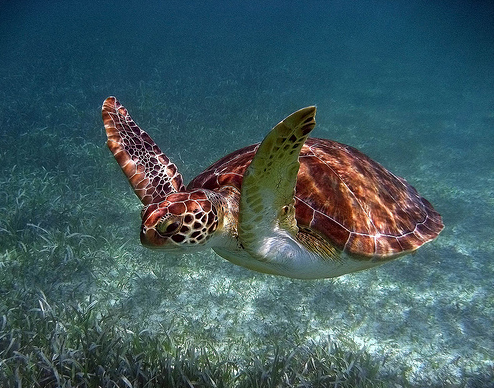 50 Beautiful Underwater Photos 35