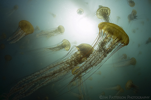 50 Beautiful Underwater Photos 36