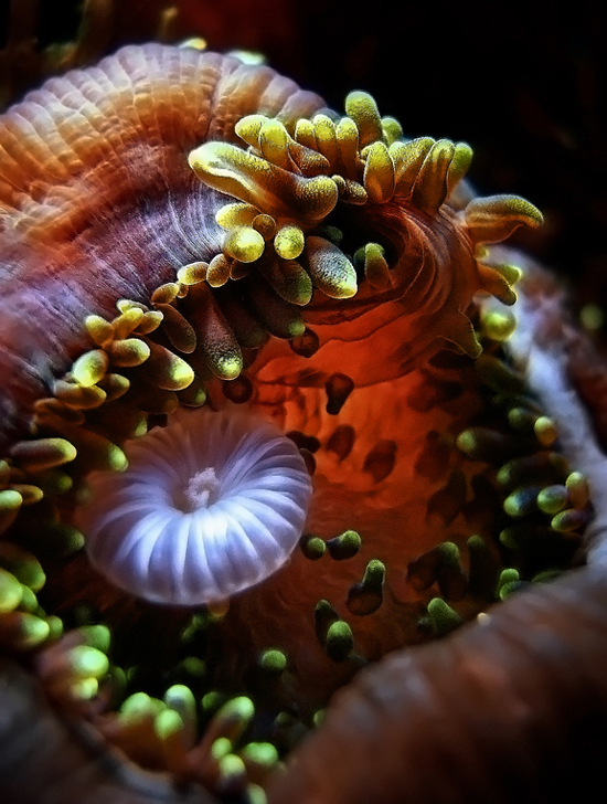 50 Beautiful Underwater Photos 37